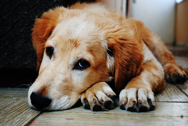 pet trust, estate plan
